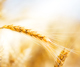 Wheat Banner