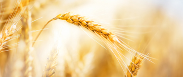 Wheat Banner